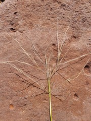 Austrostipa elegantissima