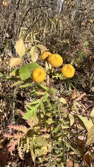Tanacetum vulgare boreale