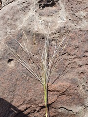 Austrostipa elegantissima