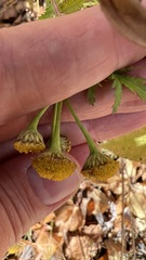 Tanacetum vulgare boreale