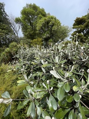 Pachystegia insignis