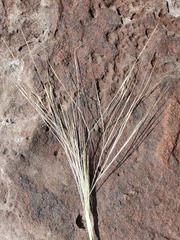 Austrostipa elegantissima