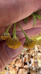 Tanacetum vulgare boreale