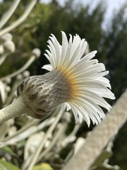 Pachystegia insignis