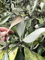 Pachystegia insignis