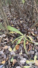 Gentiana macrophylla
