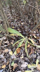 Gentiana macrophylla
