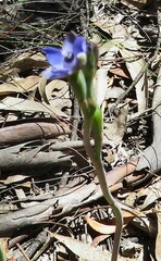 Thelymitra cyanapicata