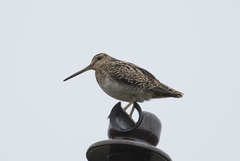 Gallinago hardwickii