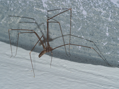 Smeringopus pallidus