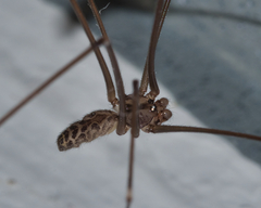 Smeringopus pallidus