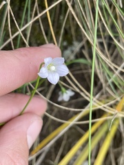 Wahlenbergia