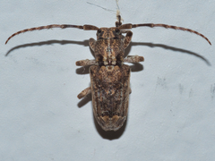 Pterolophia bigibbera