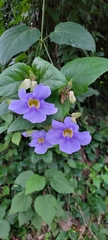 Thunbergia grandiflora