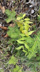 Vicia venosa baicalensis