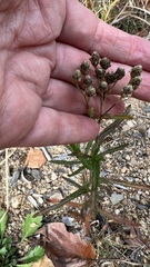 Achillea alpina
