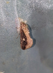 Odontodes seranensis