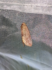 Odontodes seranensis