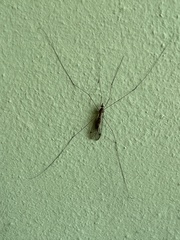 Megistocera