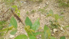 Ocimum