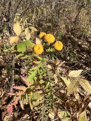 Tanacetum vulgare boreale