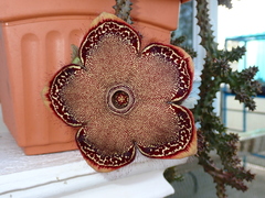 Edithcolea grandis