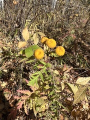 Tanacetum vulgare boreale