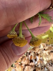 Tanacetum vulgare boreale