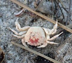 Hemigrapsus crenulatus