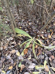 Gentiana macrophylla