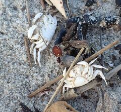 Hemigrapsus crenulatus