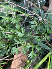 Xanthosia dissecta
