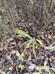Gentiana macrophylla