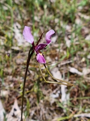Diuris daltonii