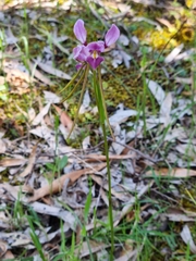 Diuris daltonii