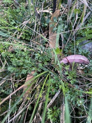 Xanthosia dissecta