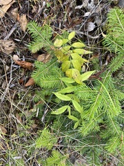 Vicia venosa baicalensis