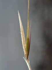 Austrostipa elegantissima