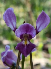Diuris daltonii
