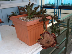Edithcolea grandis