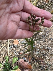Achillea alpina