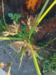 Cyperus distans