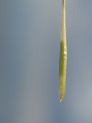 Austrostipa elegantissima