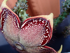 Edithcolea grandis