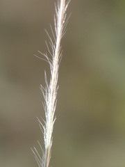 Austrostipa elegantissima