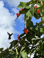 Anthracothorax dominicus