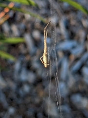 Tetragnathidae