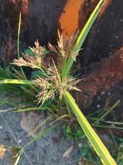 Cyperus distans