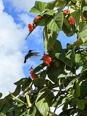 Anthracothorax dominicus