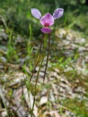 Diuris daltonii